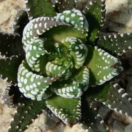 Haworthia coarctata