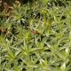 Abromeitiella chlorantha