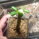 Дорстения Dorstenia gigas