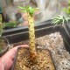 Дорстения Dorstenia gigas