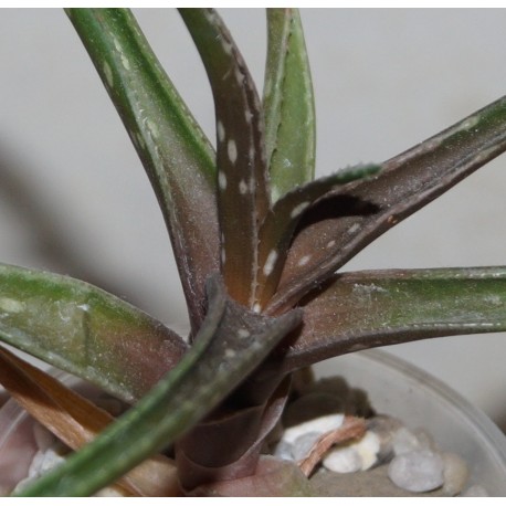 Aloe сортовое Liza