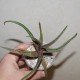 Aloe сортовое Liza