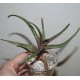Aloe сортовое Liza