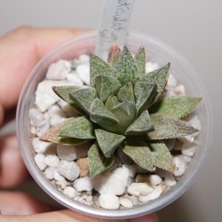 Haworthia reticulata hurlingii x splendens