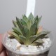 Haworthia reticulata hurlingii x splendens