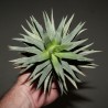 Хавортия Haworthia pumila Gold variegata ex Italy