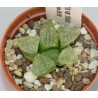 Хавортия Haworthia picta tricolor