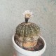 Gymnocalycium stellatum
