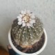 Gymnocalycium stellatum