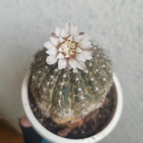 Gymnocalycium stellatum