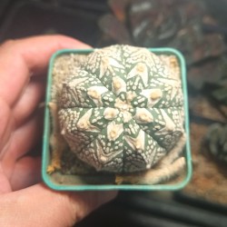 Astrophytum asterias Super Kabuto