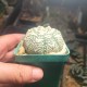 Astrophytum asterias Super Kabuto