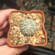 Astrophytum asterias Super Kabuto
