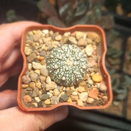 Astrophytum asterias Super Kabuto