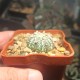 Astrophytum asterias Super Kabuto