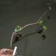Commiphora kataf
