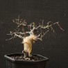 Коммифора Commiphora kataf