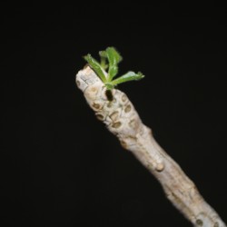 Tylecodon leucothrix