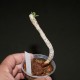 Tylecodon leucothrix