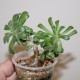 Tylecodon leucothrix