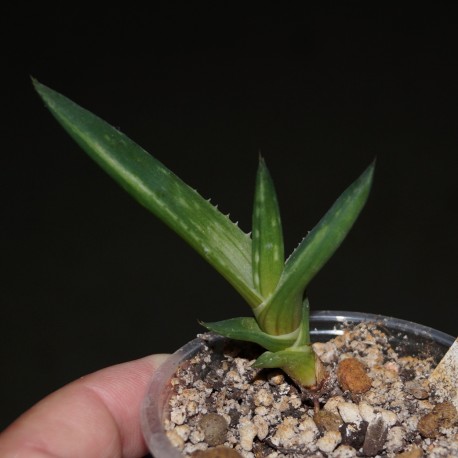 Алоэ Aloe saponaria