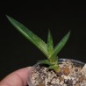 Алоэ Aloe saponaria