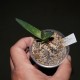 Алоэ Aloe saponaria