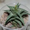 Алоэ Aloe descoingsii