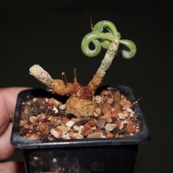 Тилекодон Tylecodon leucothrix
