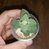 Крассула Crassula cordata