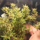 Крассула Crassula mollis