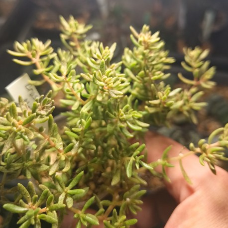Крассула Crassula mollis