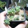 Крассула Crassula lanuginosa