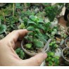 Крассула Crassula sericea