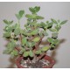 Cotyledon tomentosa