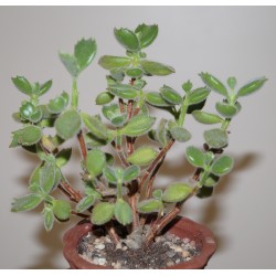 Cotyledon tomentosa