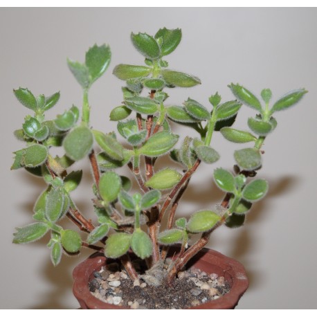 Cotyledon tomentosa