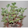 Котиледон Cotyledon tomentosa - черенок