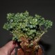 Sedum lucidum obesum cristata
