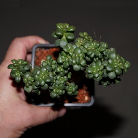 Sedum lucidum obesum cristata