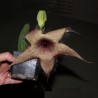 Stapelia gigantea - столон