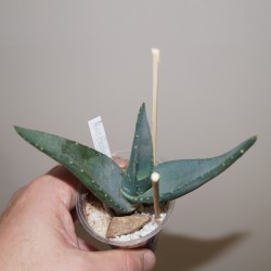 Aloe peglerae