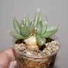 Бульбина Bulbine mesembryanthemoides