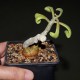 Тилекодон Tylecodon viridiflorus