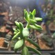 Sedum nussbaumerianum cristata