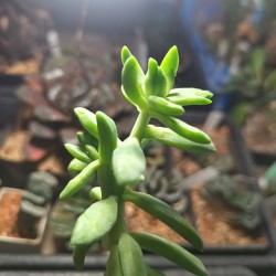 Sedum nussbaumerianum cristata