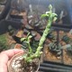 Monadenium ellenbeckii