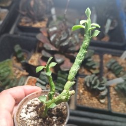 Monadenium ellenbeckii