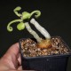 Тилекодон Tylecodon viridiflorus
