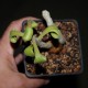 Тилекодон Tylecodon viridiflorus